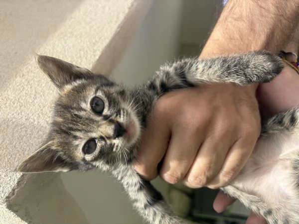 Gattine due mesi cercano casa 