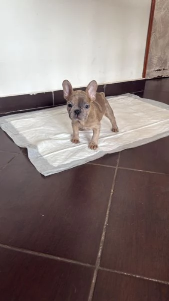 Bulldog Francese 