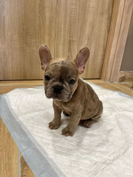 Bulldog Francese  | Foto 2