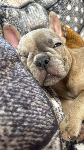 Bulldog Francese  | Foto 1