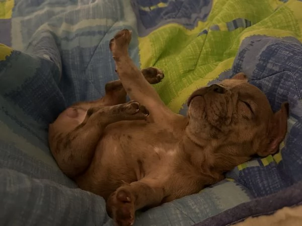 Bulldog Francese  | Foto 0