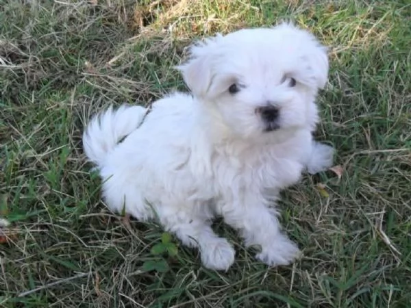 Maltese | Foto 0