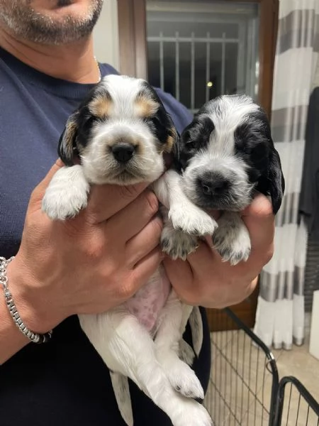 cuccioli cocker spaniel 