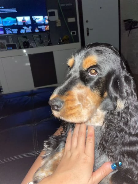 cuccioli cocker spaniel  | Foto 6