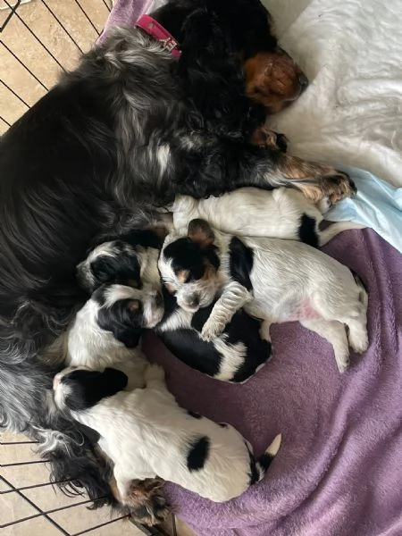 cuccioli cocker spaniel  | Foto 5