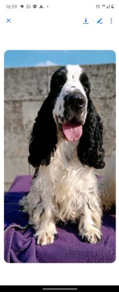 cuccioli cocker spaniel  | Foto 4