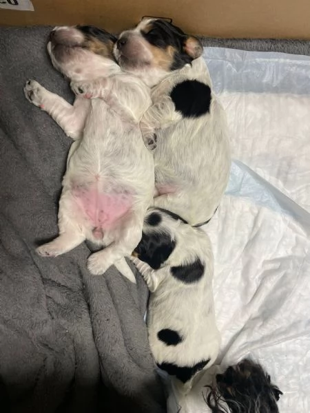 cuccioli cocker spaniel  | Foto 3