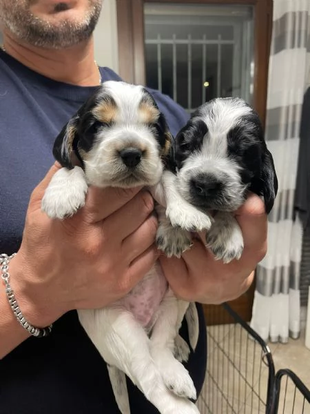 cuccioli cocker spaniel  | Foto 2