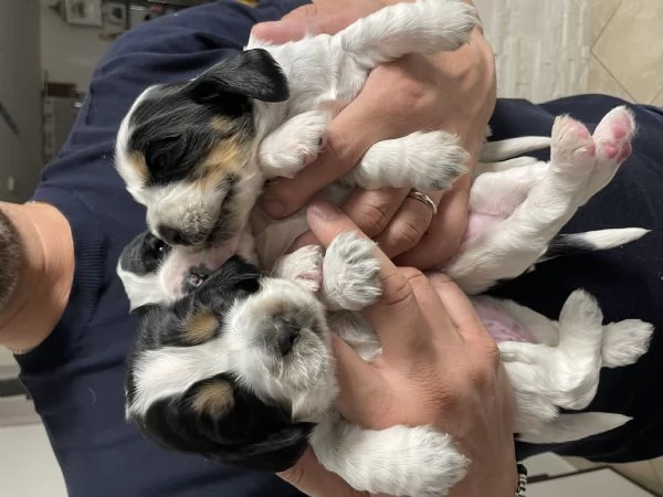 cuccioli cocker spaniel  | Foto 1