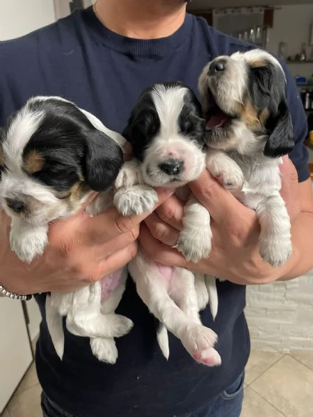 cuccioli cocker spaniel  | Foto 0