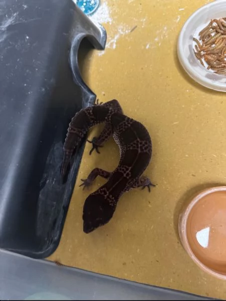 geco leopardino black night | Foto 0