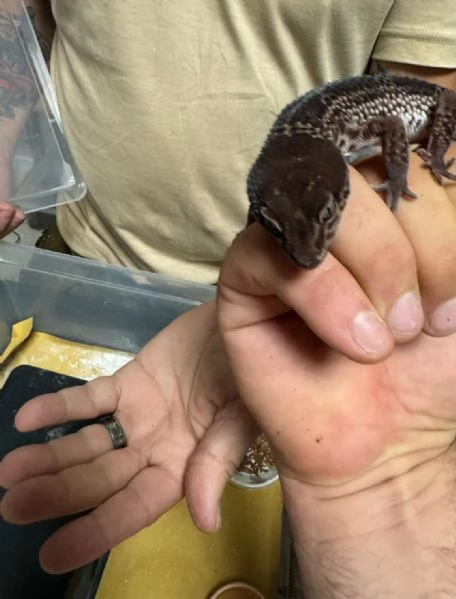 geco leopardino black night