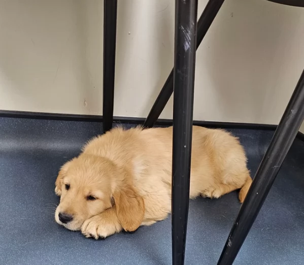 Simpaticissimi Golden retriever creme