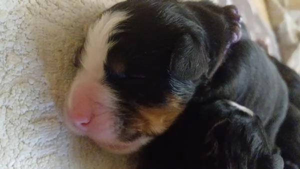 Cuccioli Bovaro del Bernese
