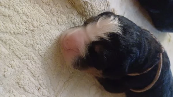 Cuccioli Bovaro del Bernese | Foto 4