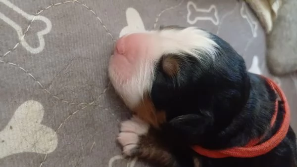 Cuccioli Bovaro del Bernese | Foto 3