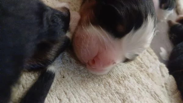 Cuccioli Bovaro del Bernese | Foto 2