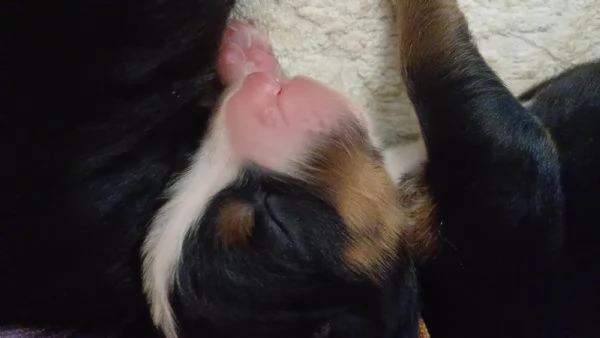 Cuccioli Bovaro del Bernese | Foto 1