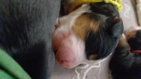 Cuccioli Bovaro del Bernese | Foto 0