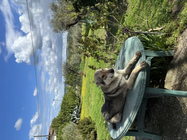 Lupo cecoslovacco  | Foto 0