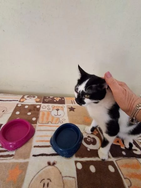 DOLCE MICETTO SOLO 1 ANNO  | Foto 1