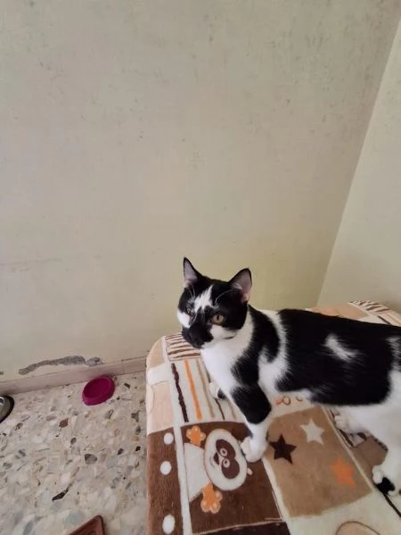 DOLCE MICETTO SOLO 1 ANNO  | Foto 0