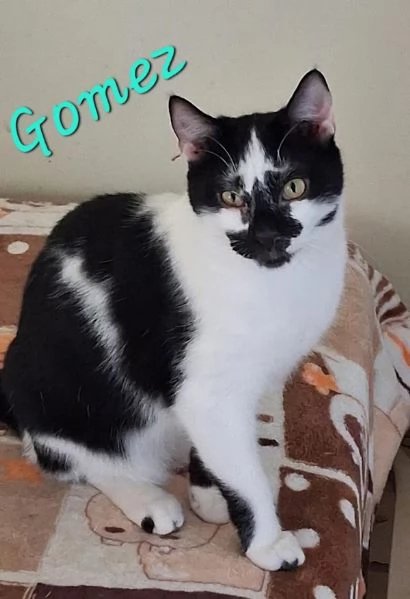 DOLCE MICETTO SOLO 1 ANNO 