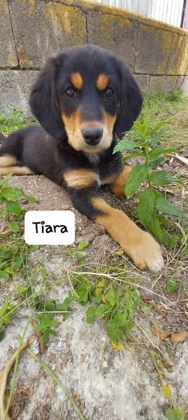 BELLISSIMA E DOLCE CUCCIOLA | Foto 6