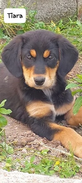 BELLISSIMA E DOLCE CUCCIOLA | Foto 5