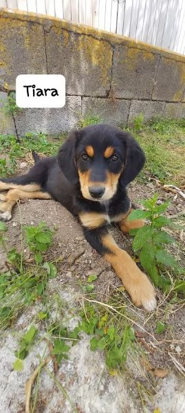 BELLISSIMA E DOLCE CUCCIOLA | Foto 4