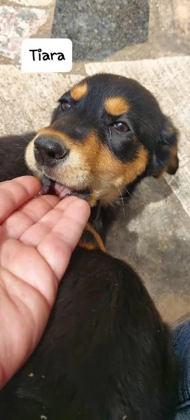 BELLISSIMA E DOLCE CUCCIOLA | Foto 2