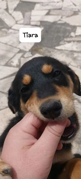 BELLISSIMA E DOLCE CUCCIOLA | Foto 1