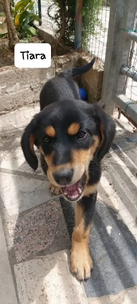 BELLISSIMA E DOLCE CUCCIOLA