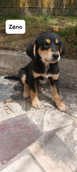 ZENO bellissimo cucciolo dolce 