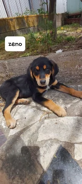 ZENO bellissimo cucciolo dolce  | Foto 6