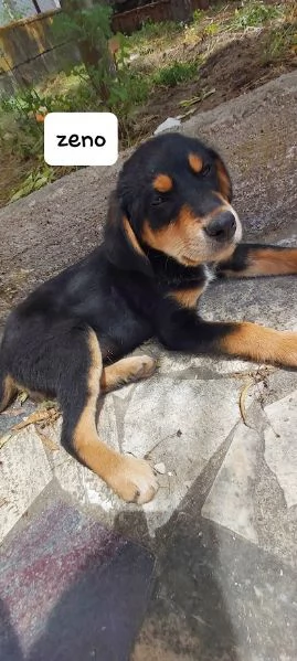 ZENO bellissimo cucciolo dolce  | Foto 5