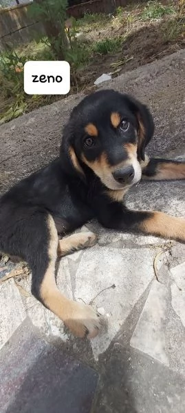 ZENO bellissimo cucciolo dolce  | Foto 4