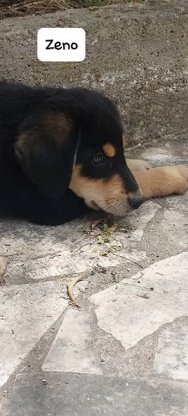 ZENO bellissimo cucciolo dolce  | Foto 3