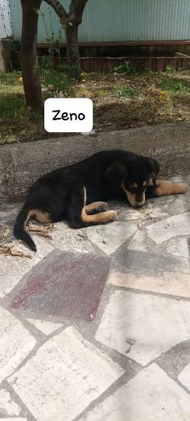 ZENO bellissimo cucciolo dolce  | Foto 2