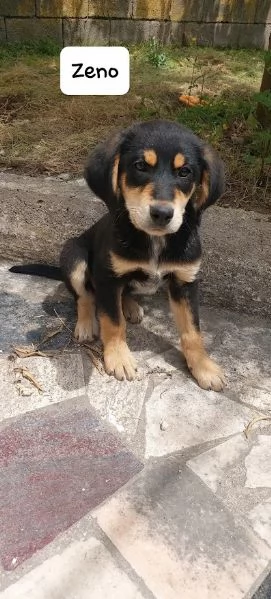 ZENO bellissimo cucciolo dolce  | Foto 1