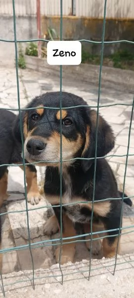 ZENO bellissimo cucciolo dolce  | Foto 0