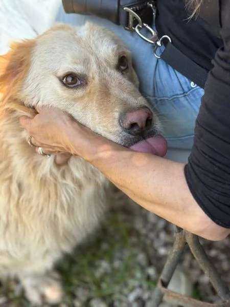 DOLCE OSCAR cerca famiglia per sempre | Foto 5