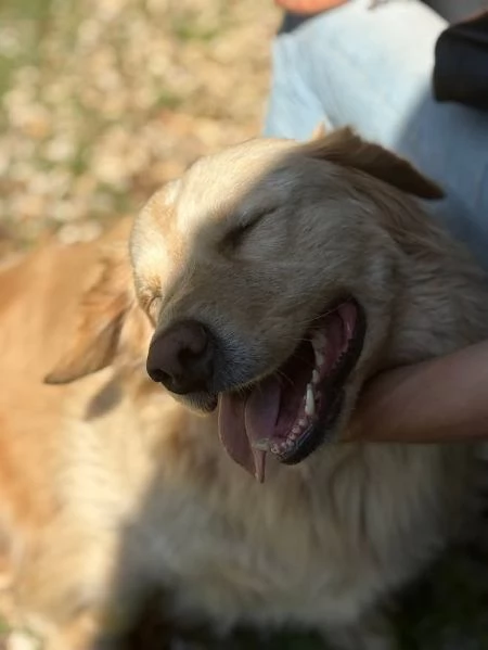 DOLCE OSCAR cerca famiglia per sempre | Foto 3