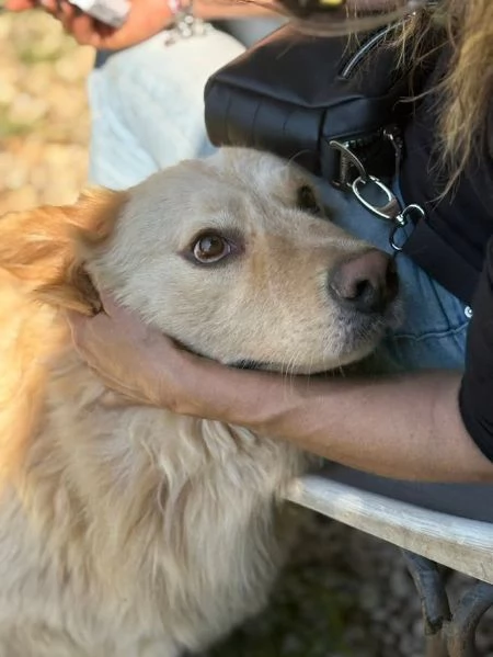 DOLCE OSCAR cerca famiglia per sempre | Foto 2