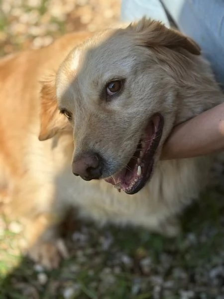 DOLCE OSCAR cerca famiglia per sempre | Foto 0