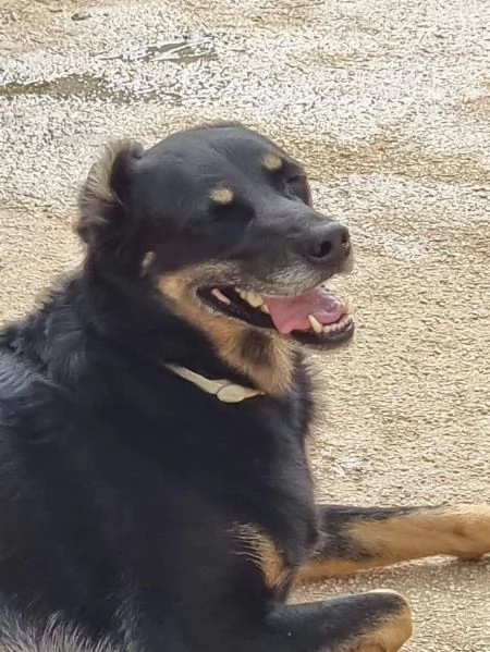 DOLCE GIORDIE, cagnolino invisibile | Foto 6