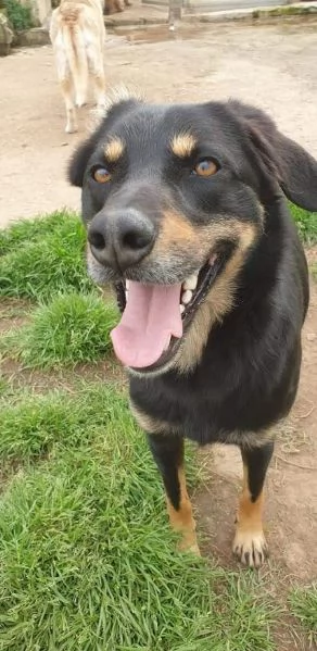 DOLCE GIORDIE, cagnolino invisibile | Foto 5