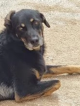 DOLCE GIORDIE, cagnolino invisibile