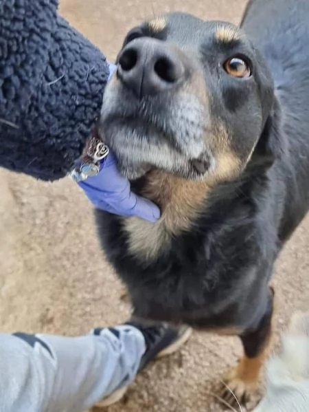 DOLCE GIORDIE, cagnolino invisibile | Foto 3