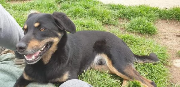 DOLCE GIORDIE, cagnolino invisibile | Foto 2